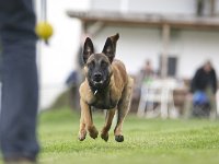 Amica9  ....fast schon ein Osterhund