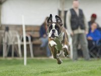 Atze4  ....hmmmm... auch ein Osterhund