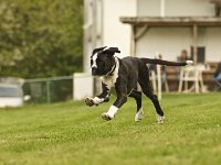 Cheyenne  Welpiiiiiiiii