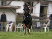 Connor5  Osterhund Nr 3