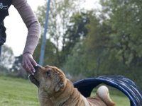 Howie5  ...na gut...Lekkerli nehm ich immer