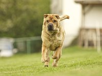 Howie7  ...Keinohrosterhund.....