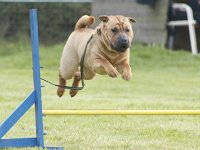 Inka1  Springmaus Inka