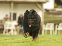 Jarod5  Langhaarosterohrhund...