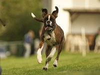 Luna7  Oooooosterohrhund!!!