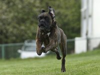 Tray6  Fast Osterohrhund