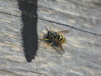 Zuschauer2  ...ein Zuschauer